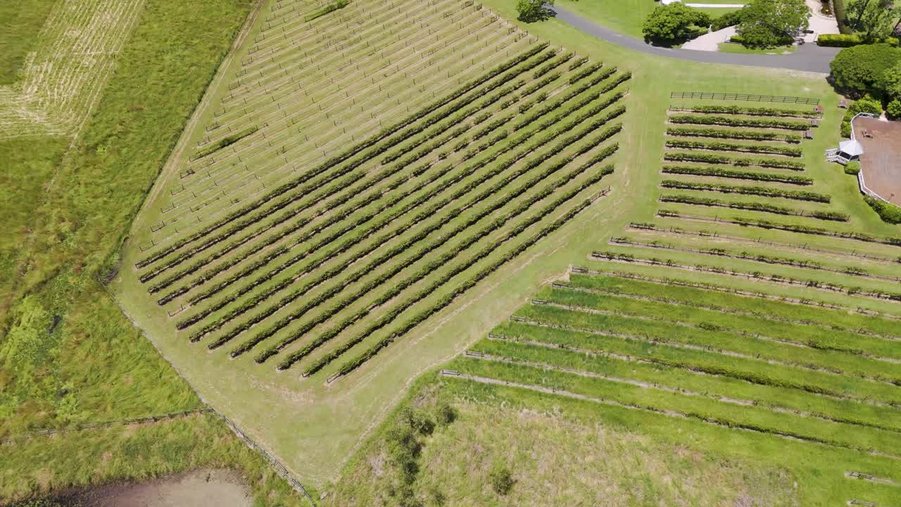 Aerial view of vineyard rows and landscape
