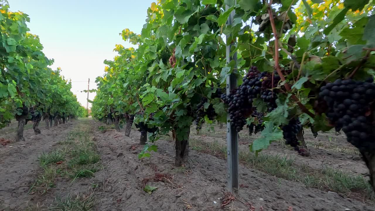 viñas exuberantes en un entorno tranquilo de viñedo