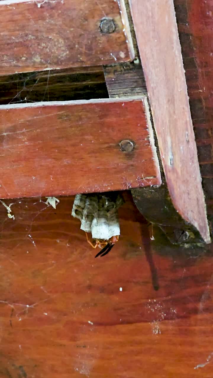 Handheld video of what is likely Red Paper Wasp Polistes carolina on a nest