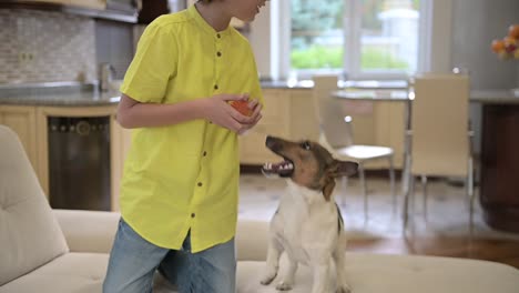 blond boy with curly hair kneeling on the couch while playing with his dog. the dog wants steal him the ball out of his hands