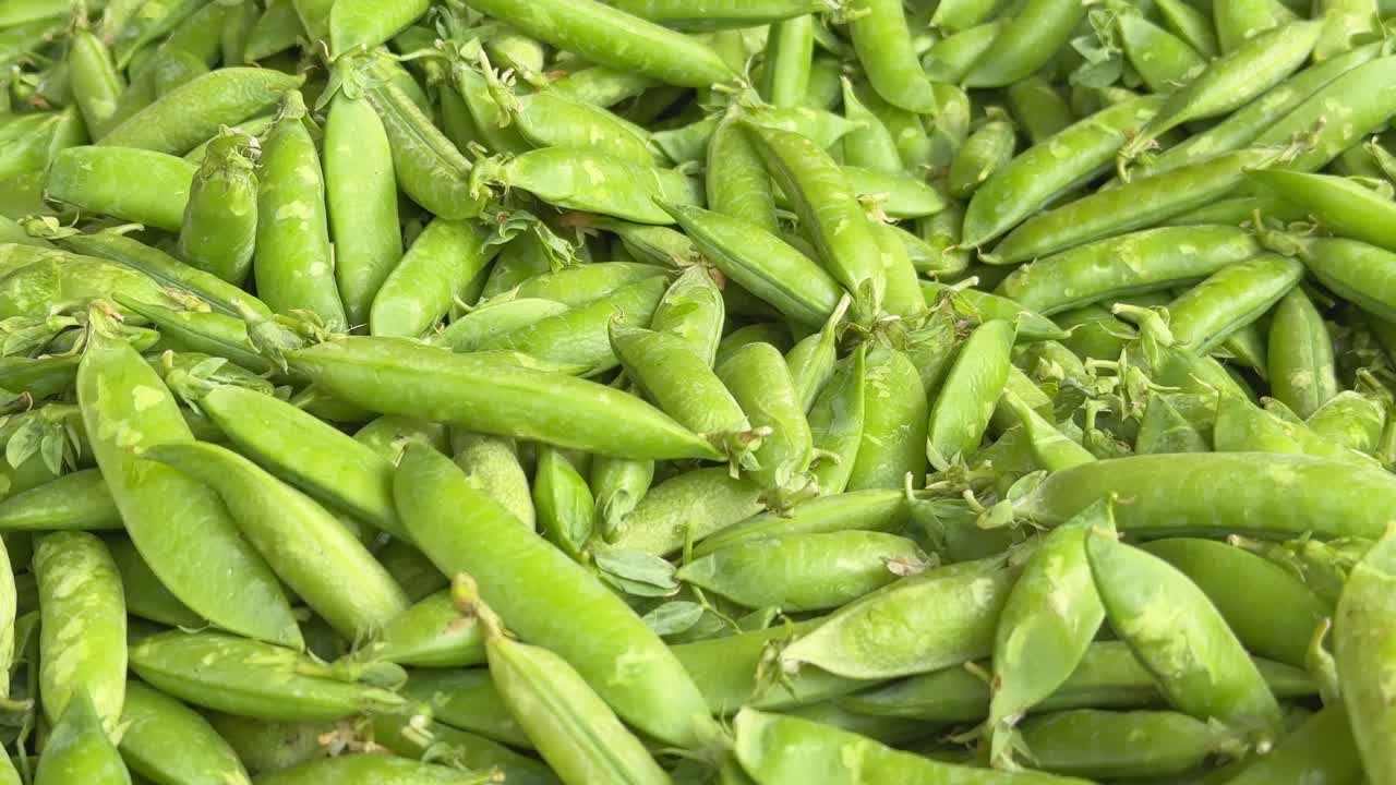 a huge pile of freshly picked green peas