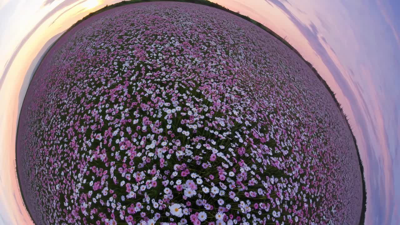 A fisheye lens captures a vibrant field of pink and white daisies at sunset, creating a surreal