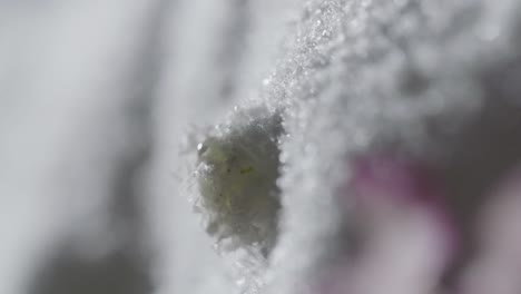 abstract macro shot of frozen flower