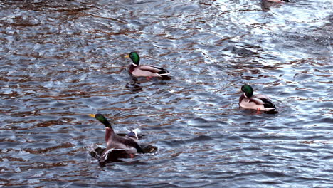 Ducks-swimming-on-the-lake