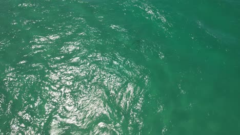 shark swimming in palm beach - gold coast - queensland qld - australia - drone shot