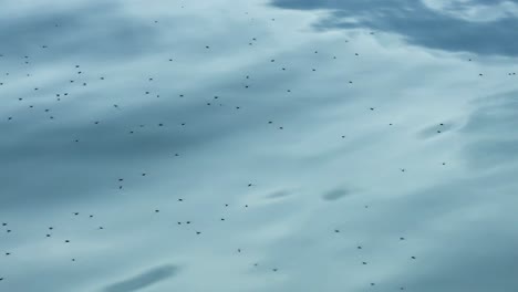 Swarm of insects in the sky