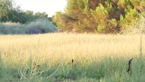 Los-Patos-Se-Alimentan-Entre-Los-Cipreses-De-Verano-En-La-Reserva-Ribereña