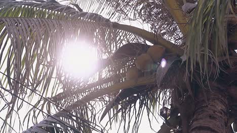 la luz del sol brilla desde detrás de las hojas de palma verdes en cámara lenta