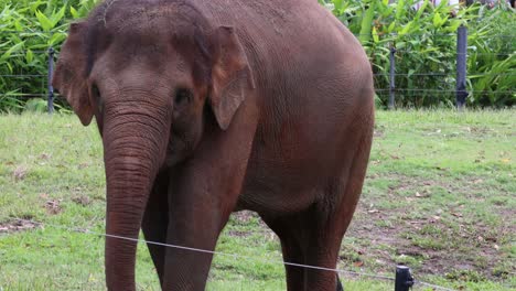 elefante asiático moviéndose a través de un vibrante paisaje verde