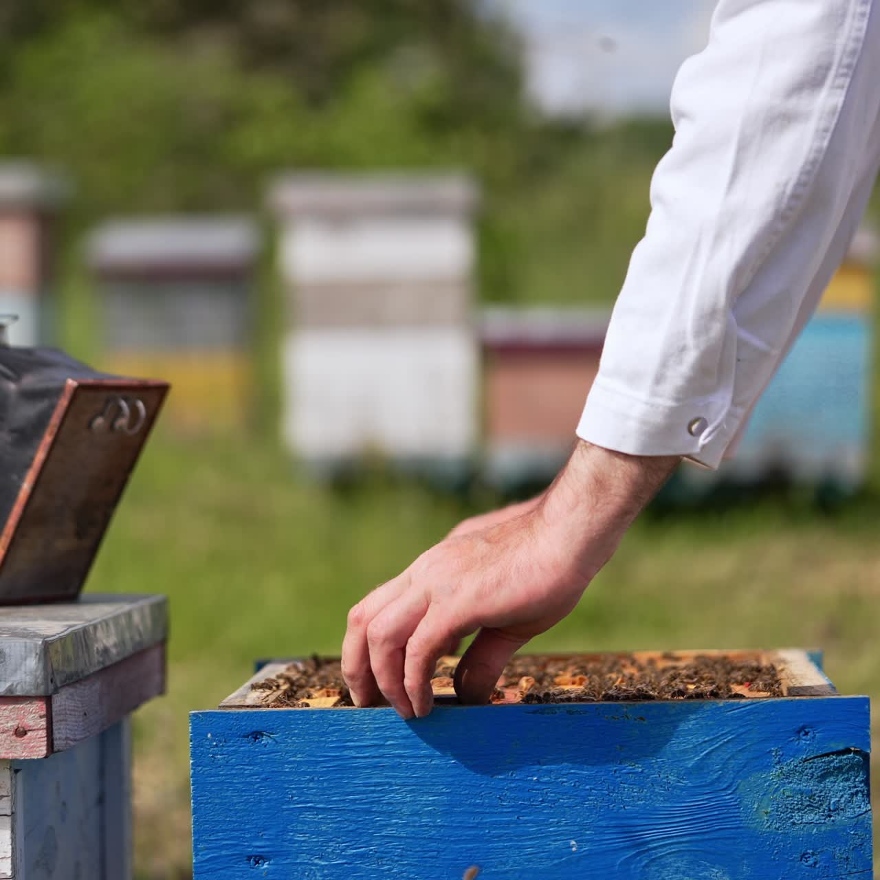 Honey frame covered with bees is being put into a hive. Smoke coming from a smoker on the next hive. Blurred backdrop