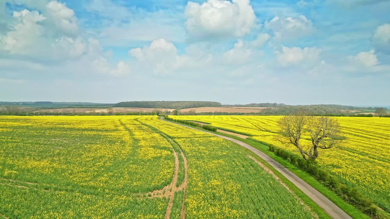 una impresionante vista aérea en cámara lenta de un cultivo de colza amarilla con árboles y un camino de campo en la distancia capturado por un avión no tripulado