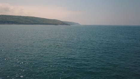 Pod-of-dolphins-swimming-off-Cornwall-coast,-United-Kingdom,-aerial-follow-view