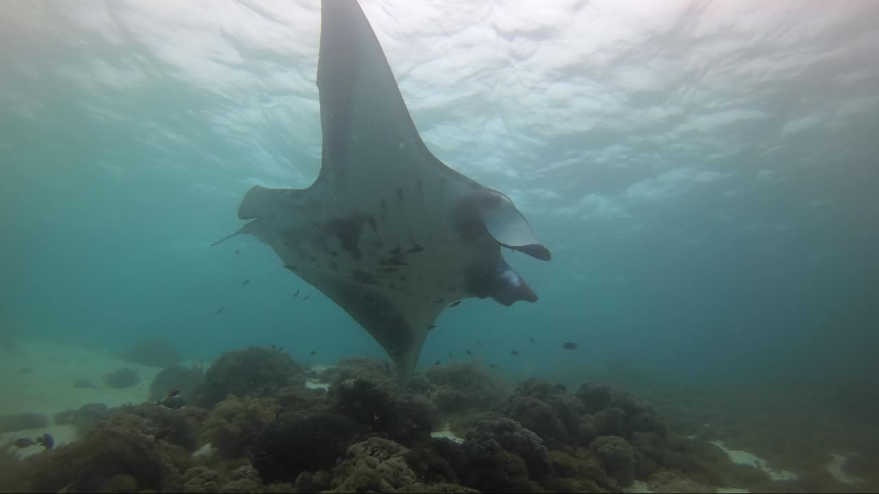 mantarraya gigante con la mordedura de un tiburón en su ala derecha cruzando el arrecife y mostrando su barriga a la cámara