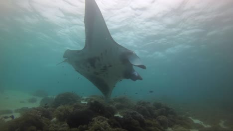 giant manta ray with a bite from a shark out of its right wing cruising the reef and showing its belly to camera