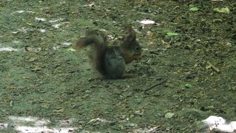 Squirell-Comiendo-Una-Nuez-En-El-Suelo