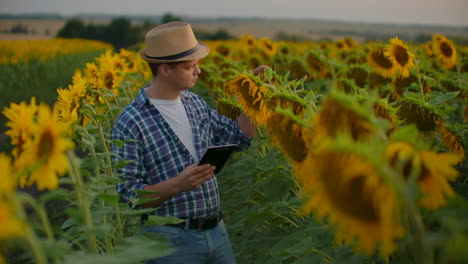 Ein-Junge-Zwischen-Großen-Sonnenblumen-Notiert-Ihre-Merkmale-Auf-Seinem-IPad.-Er-Bereitet-Eine-Wissenschaftliche-Arbeit-In-Biologie-Vor.