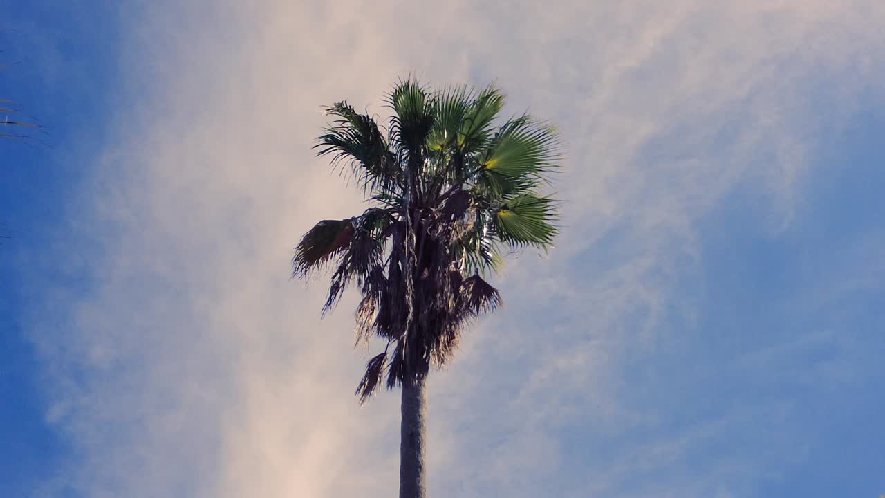 플로리다의 클리어워터에서 가 ⁇ 운 바다 바람으로 약간 흔들리는  ⁇ 나무