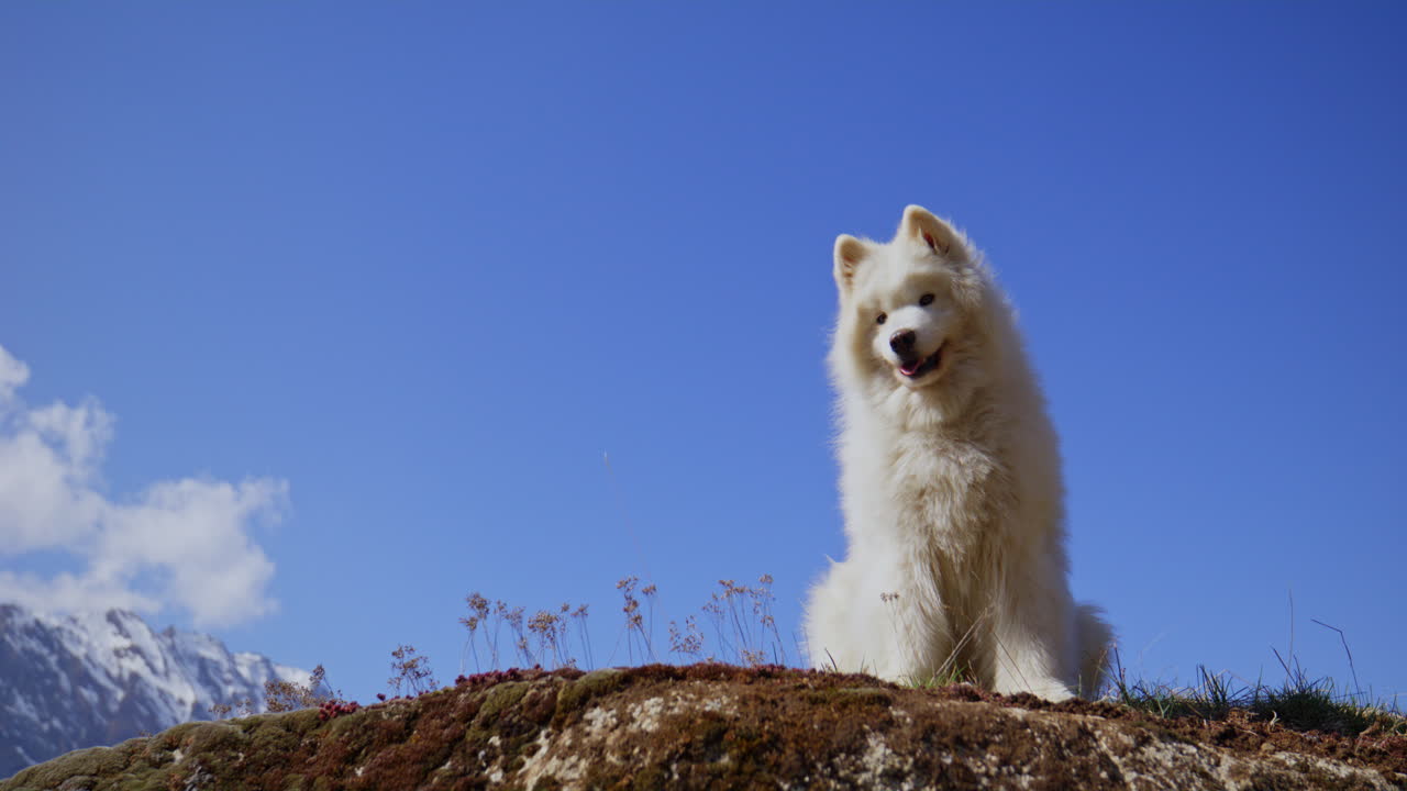 Samoyed and Shetland Sheepdog playing joyfully on a mountain field, surrounded by stunning alpine views and clear skies