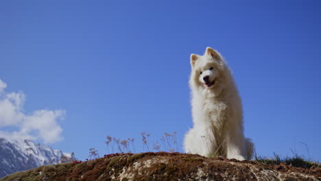 samoyed and shetland sheepdog playing joyfully on a mountain field, surrounded by stunning alpine views and clear skies