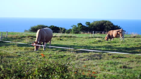 calm cows grazing on green hillside overlooking ocean at sunset