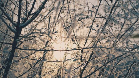 motion past branches with frost and little berries in winter