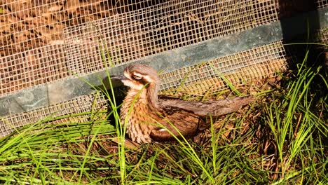 bush stone-curlew in natural habitat at zoo