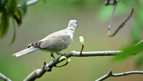 Paloma-De-Collar-Euroasiática-Encaramada-En-El-Bosque