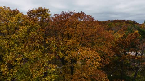 Laub-Ist-Bereit,-Von-Herbstbäumen-Abzufallen