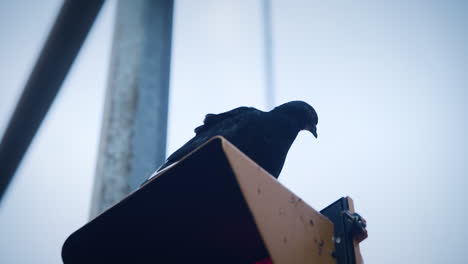 black pigeon perched on a streetlight downtown