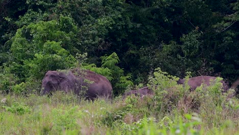 Los-Elefantes-Asiáticos-Son-Especies-En-Peligro-De-Extinción-Y-También-Son-Residentes-De-Tailandia