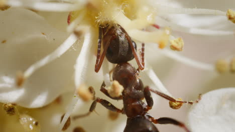 hormiga hormiga comiendo néctar de la flor macro estrecho extremo