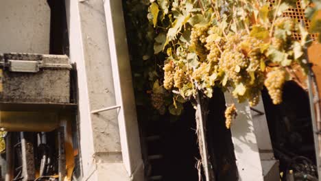 grapes being shaken loose during grape harvest using efficient mechanical picker