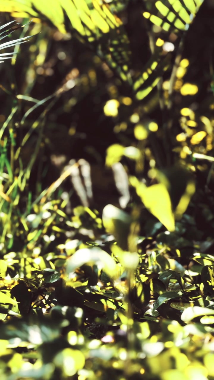 Piante verdi crescono sul terreno sotto la luce del sole in un ambiente naturale di giorno.