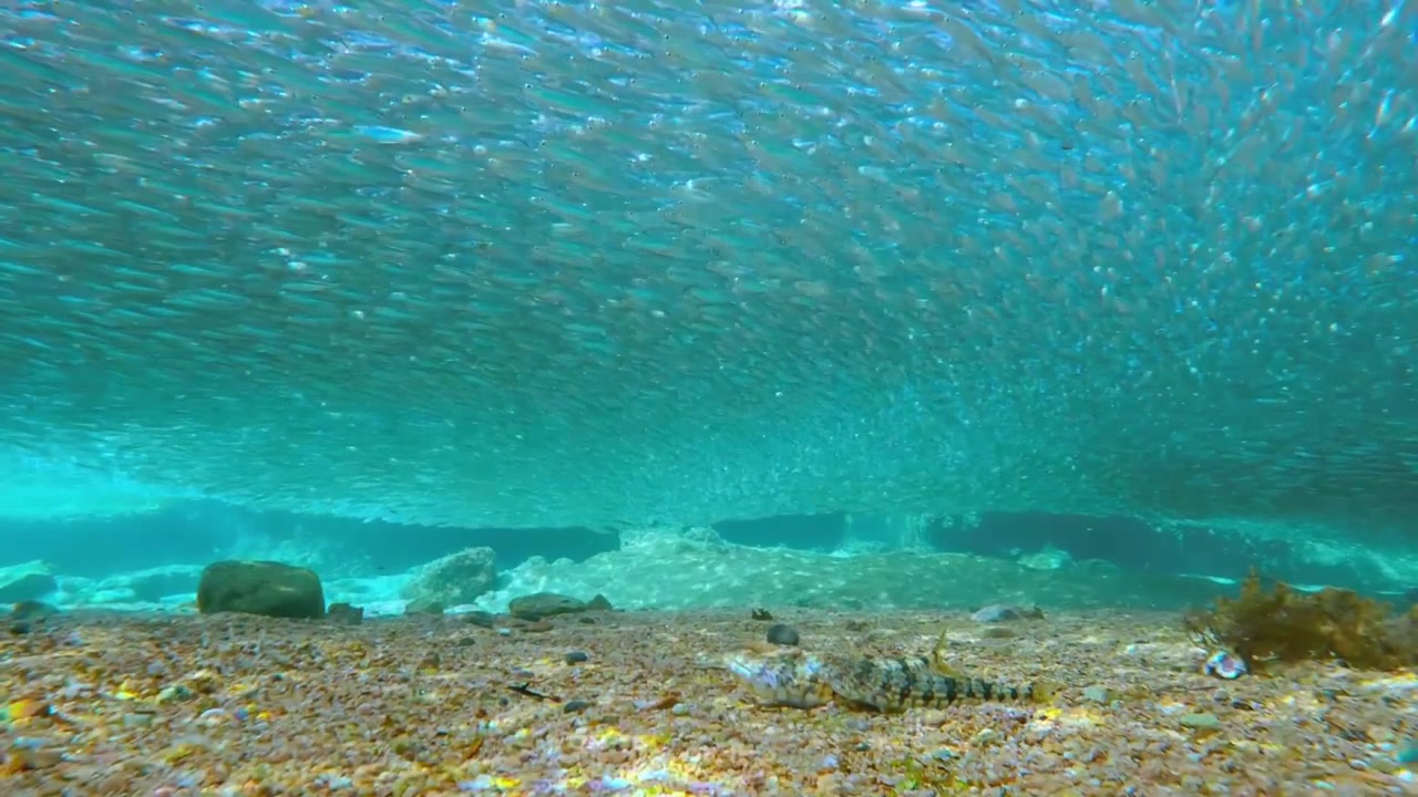 Et fængslende undervandsbillede af en stor stime fisk, der svømmer yndefuldt over hovedet i klart blåt vand. De filmiske optagelser fanger havlivets synkroniserede bevægelse, mens sollys filtreres igennem vandet.