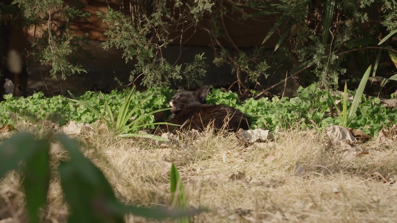 Gatto nero assonnato tra i cespugli 1.