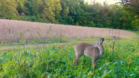 single whitetail deer grazing in a food plot next to a mature soybean field in the midwest