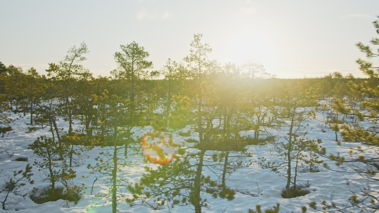 Sun shines through Pine tree branches on a winter morning in a bog. Nordic nature, Estonia. Green environment and clean air concept