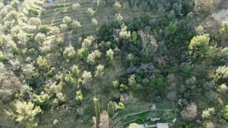 Top-view-of-the-forest