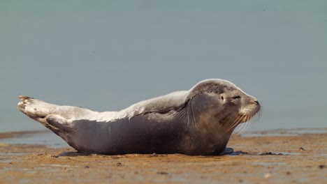 foca perezosa y soñolienta tirada en la orilla del mar