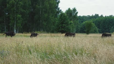 Bisontes-Pastando-En-El-Bosque-Salvaje-De-Bialowieza,-Polonia