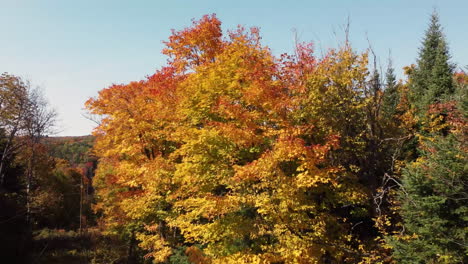 Bright-golden-and-orange-colors-of-autumn-forest,-aerial-ascend-from-ground