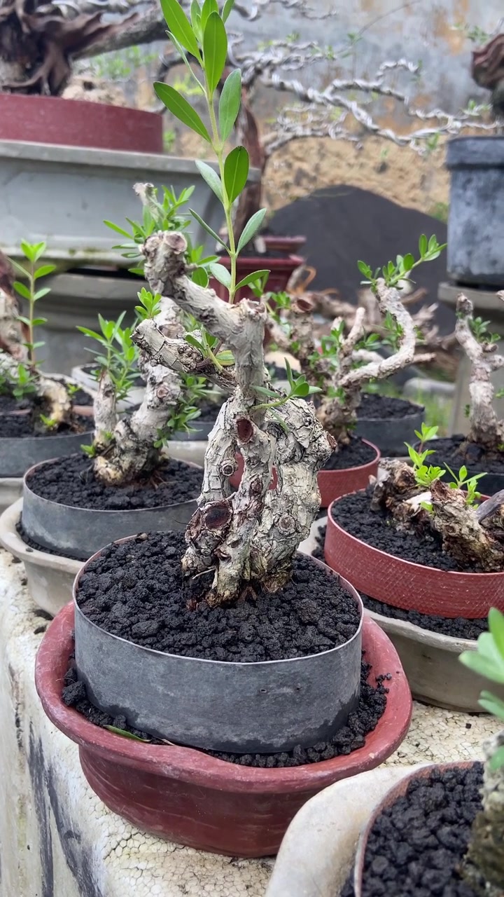 Primo piano ravvicinato su un piccolo albero bonsai con foglie verdi