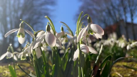 Macro-view-of-waving-white-lily-flowers-in-home-garden-during-sunlight