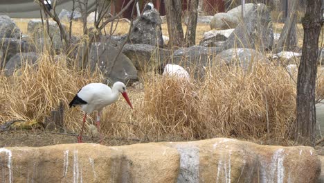 Western-White-Storch-Ciconia-Zu-Fuß-Auf-Dem-Boden-Auf-Der-Suche-Nach-Nahrung,-Fernsicht