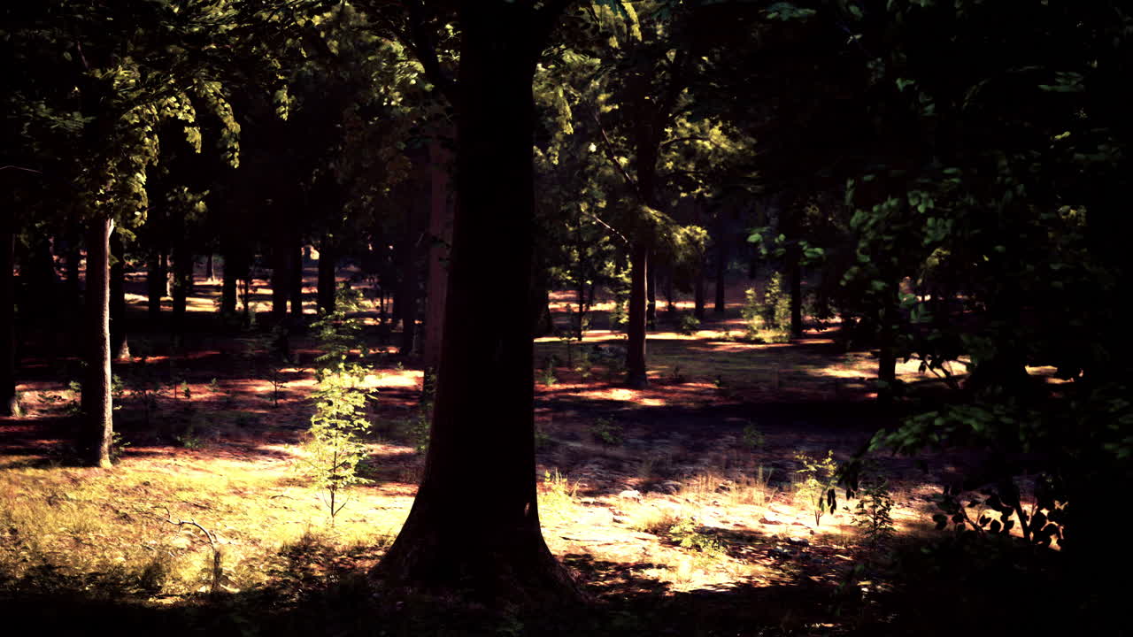 숲 속 의 나무 를 통해 빛나는 빛