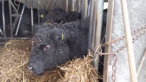 close up of black cow eating hay in an outdoor stall on a freezing cold winter day