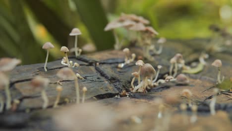 detailed view of tiny wild mushrooms growing due to moisture from the trunk of a fallen tree in the middle of the forest