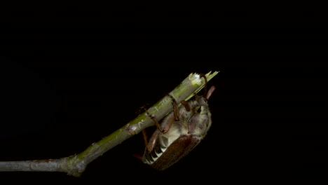 a female cockchafer hangs from a broken twig of an oak tree