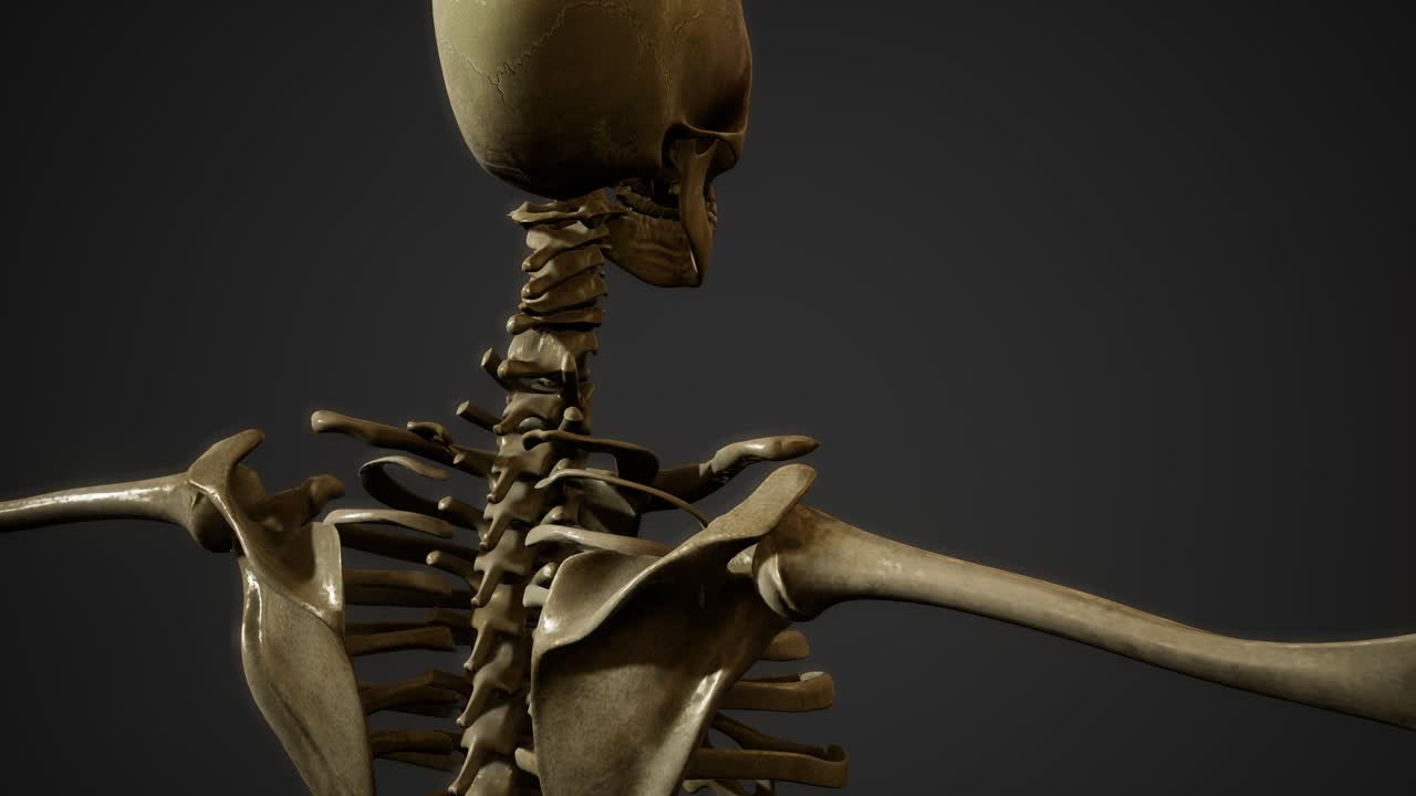 de los huesos del esqueleto humano