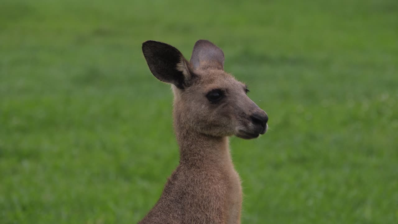 Eastern Grey Kangaroo Chewing Grass And Looking Around, QLD, Australia - Close Up
